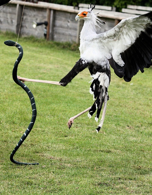 these far-out feathered friends